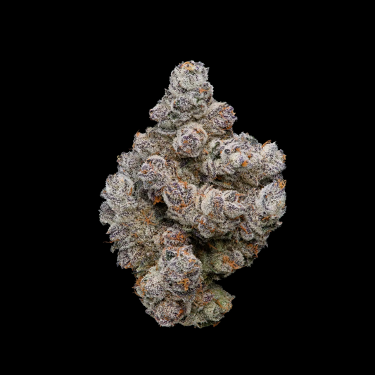 Blue Lobster - Elite Indoor