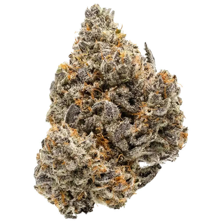 Tahitian Lime - Native Humboldt Farms