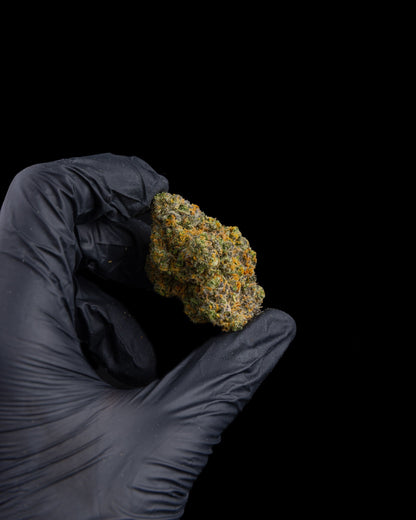 Hand wearing a black glove holding a clump of cannabis buds against a black background